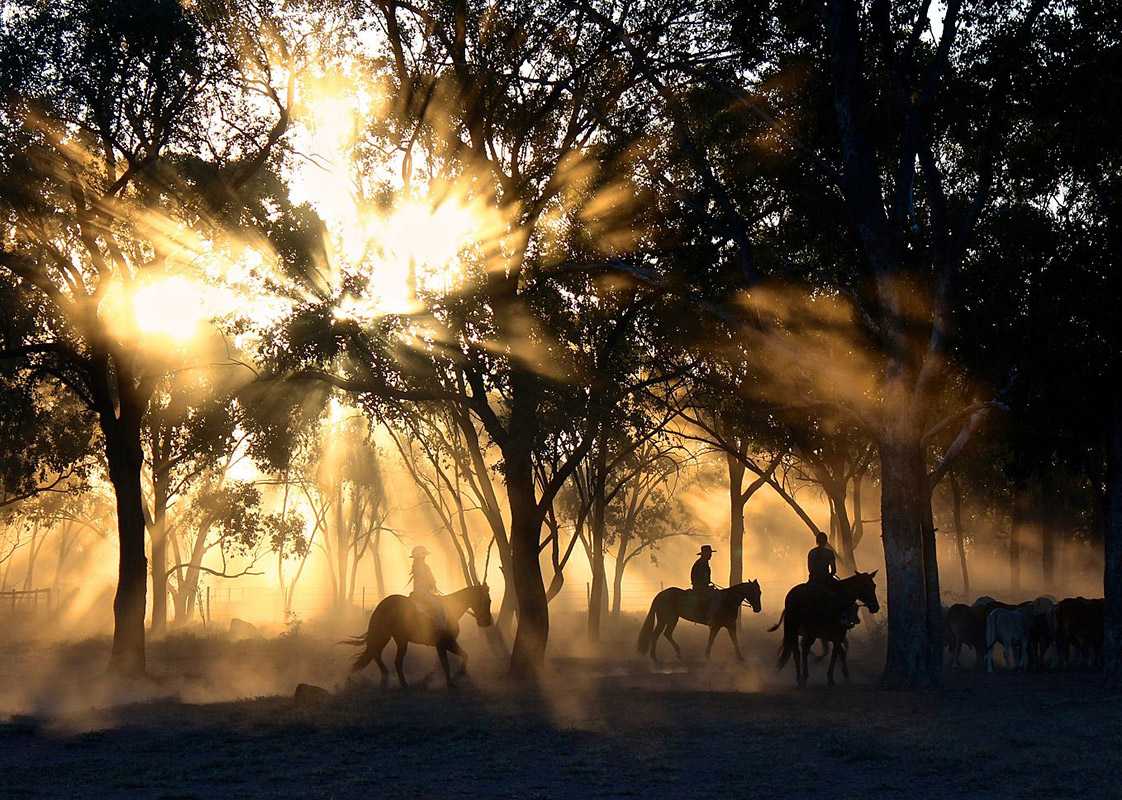 Free horse Theme
