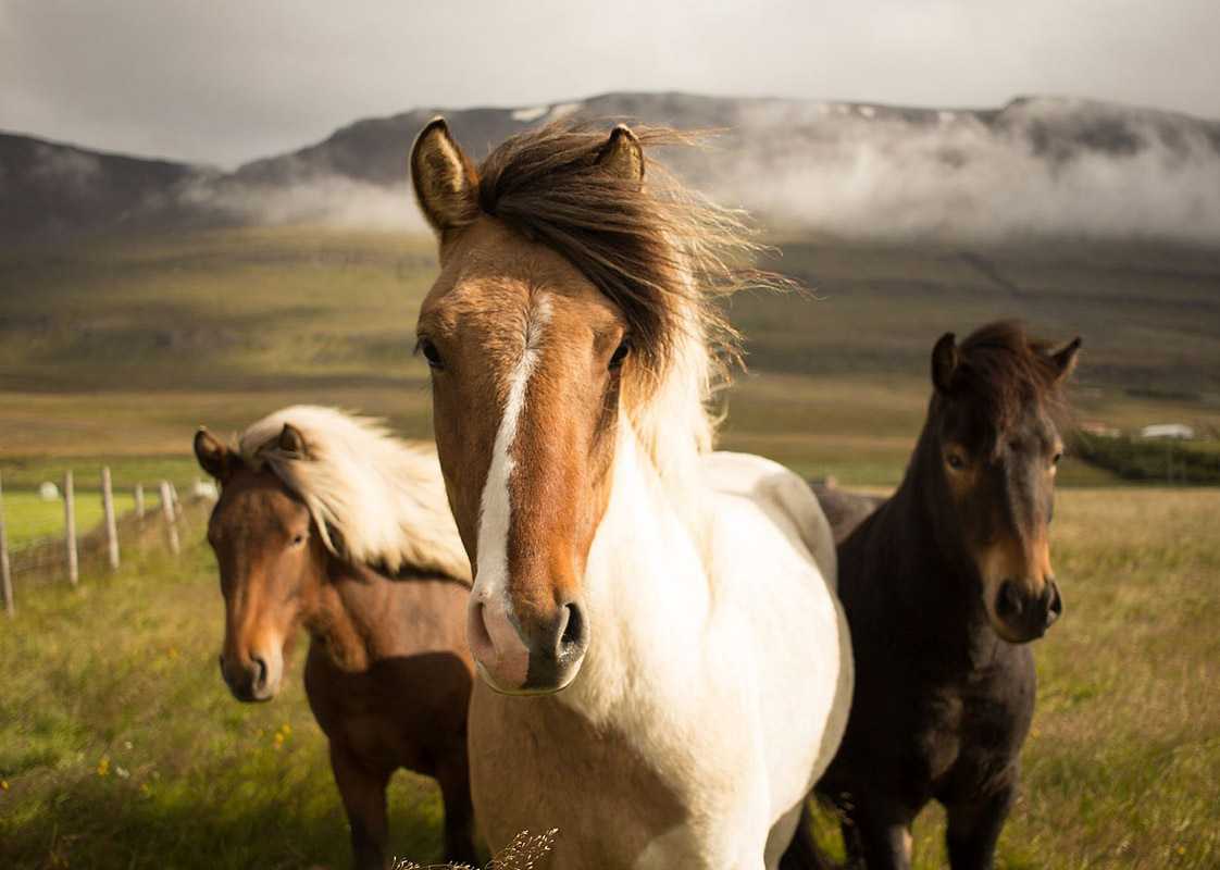 Horse Stable